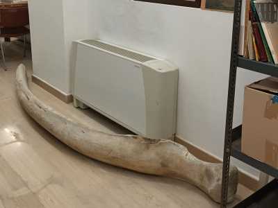 Ed � qui che troviamo finalmente la costola di balena: lunga due metri, si mostra di un colore bianco sporco e perfettamente liscia, solo leggermente consumata dal tempo